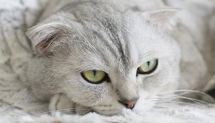 九游游戏中心官网-水晶宫主场不敌伯恩茅斯，遭遇连败，水晶宫vs伯恩利