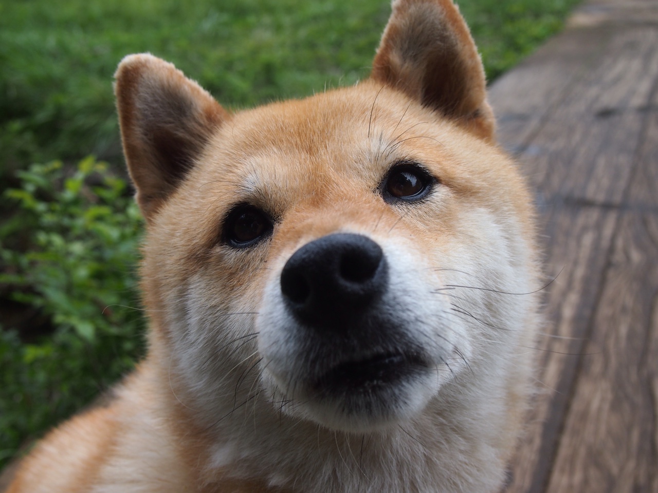 _篮网队全线发力，战绩火箭般提升_，篮网队篮球