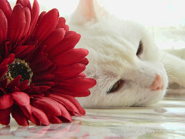 九游9游-“荒野追击：沙漠与山地的热血追逐”，荒漠追杀中的罪名是