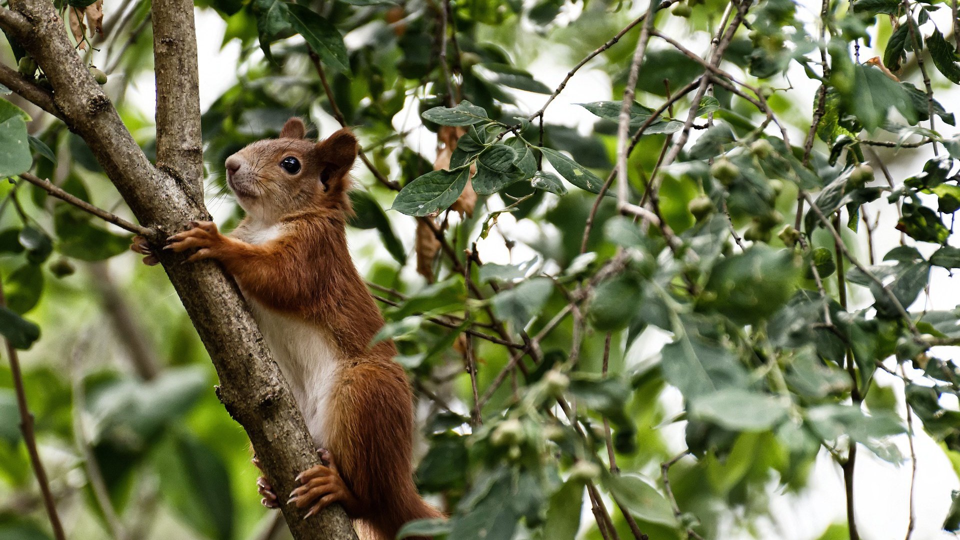 伊朗国家队获冬奥“体育精神奖”，伊朗想申办冬奥会