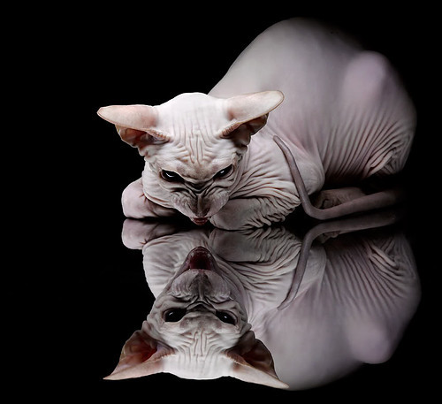 九游网页版官网入口-凯尔特人社区篮球公益项目“绿意计划”正式启动，绿色凯尔特人球衣