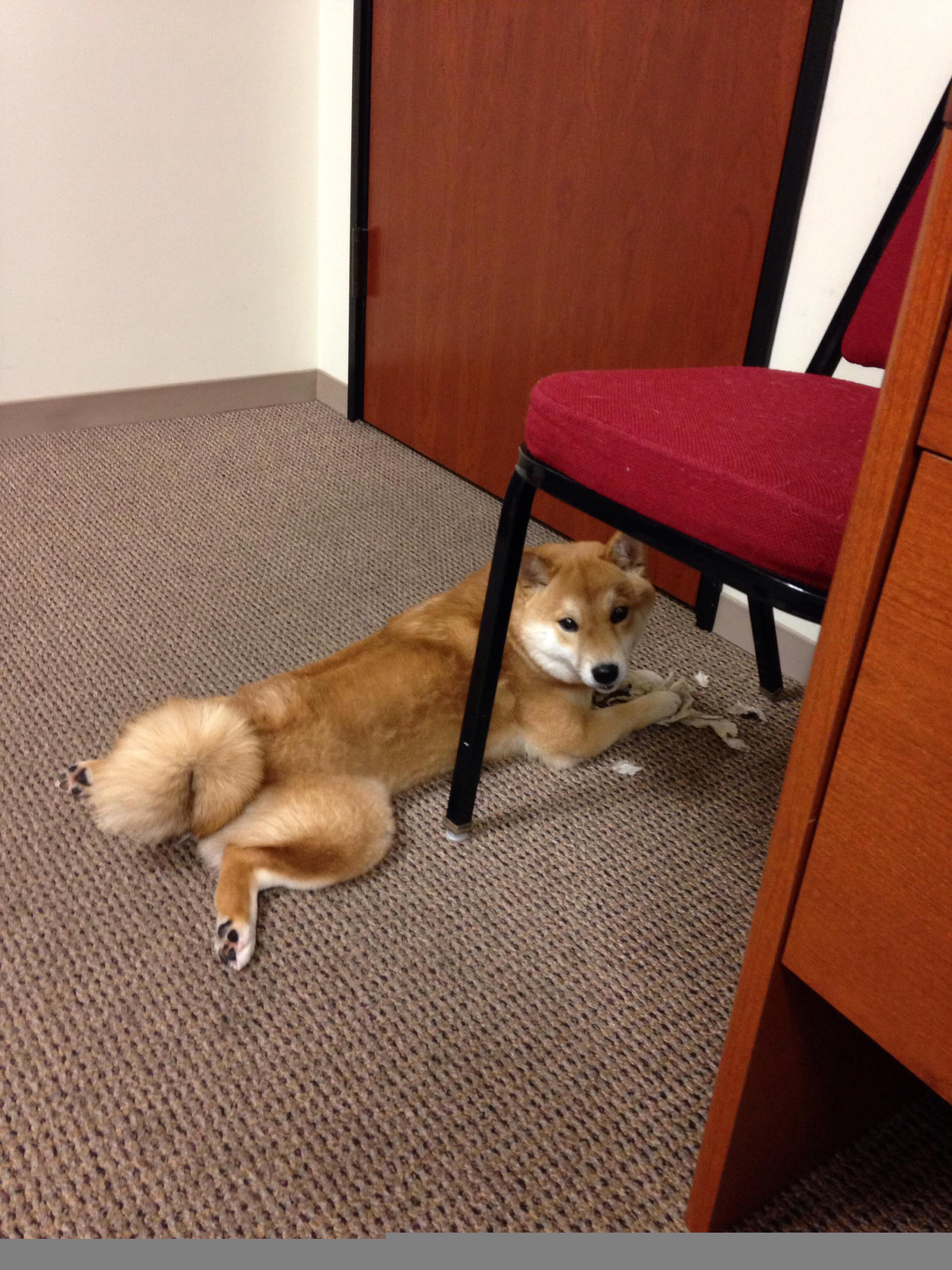 九游jiuyou-半场悬念：54-51，北京领先上海，激烈对抗进入白热化！，北京有望超越上海