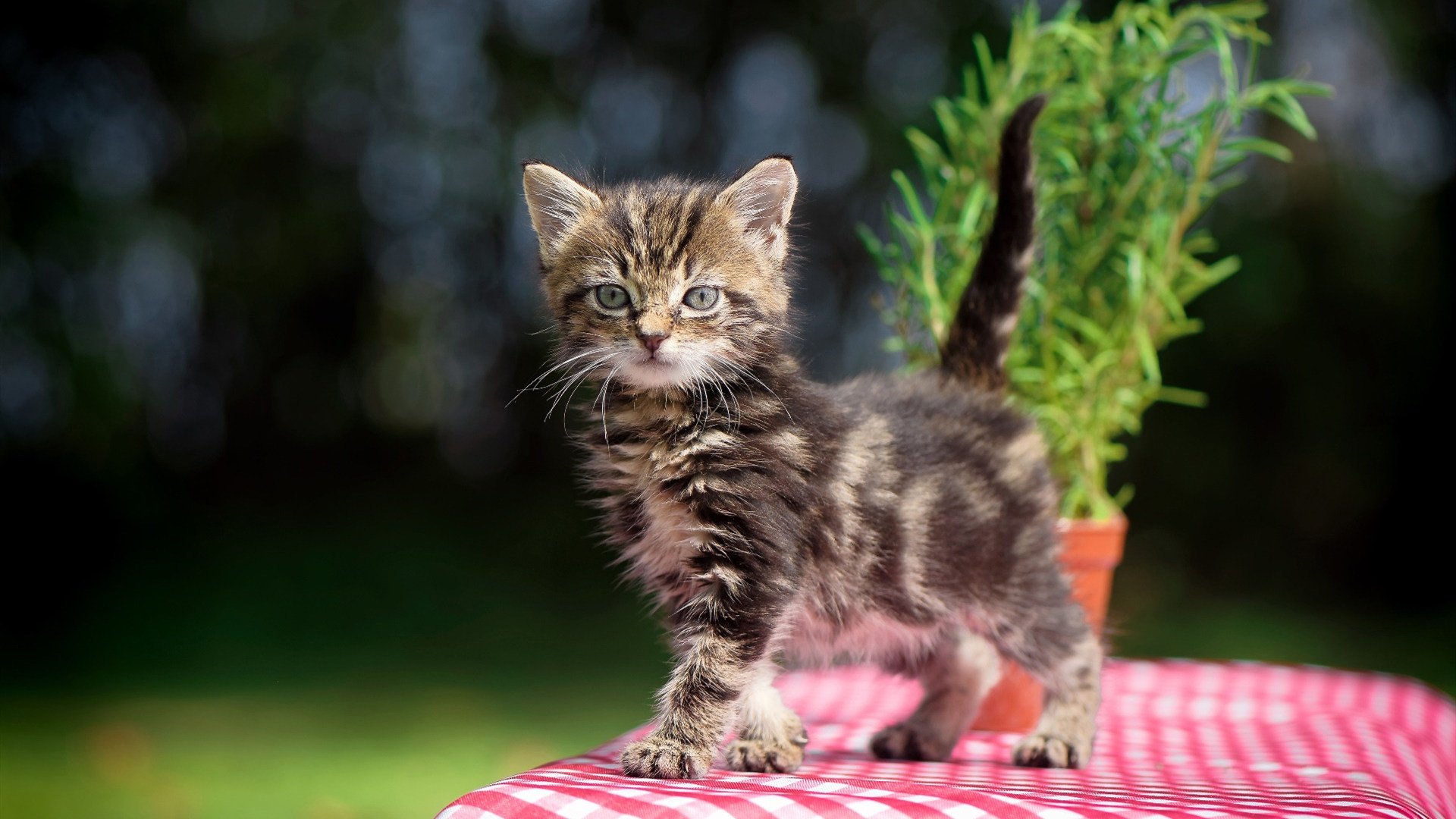 冰上速滑赛,速度与激情的极致表现,冰上速滑基本功
