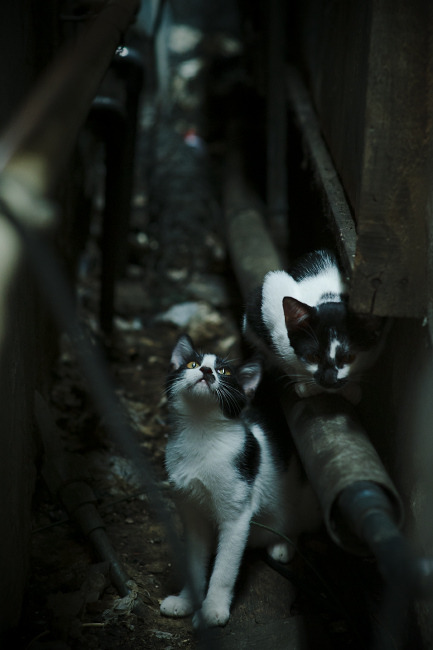 九游下载中心-意甲：国际米兰2-2平罗马，卢卡库和迪巴拉各入一球，意甲-卢卡库点射劳塔罗制胜 国米2-1豪取联赛8连胜