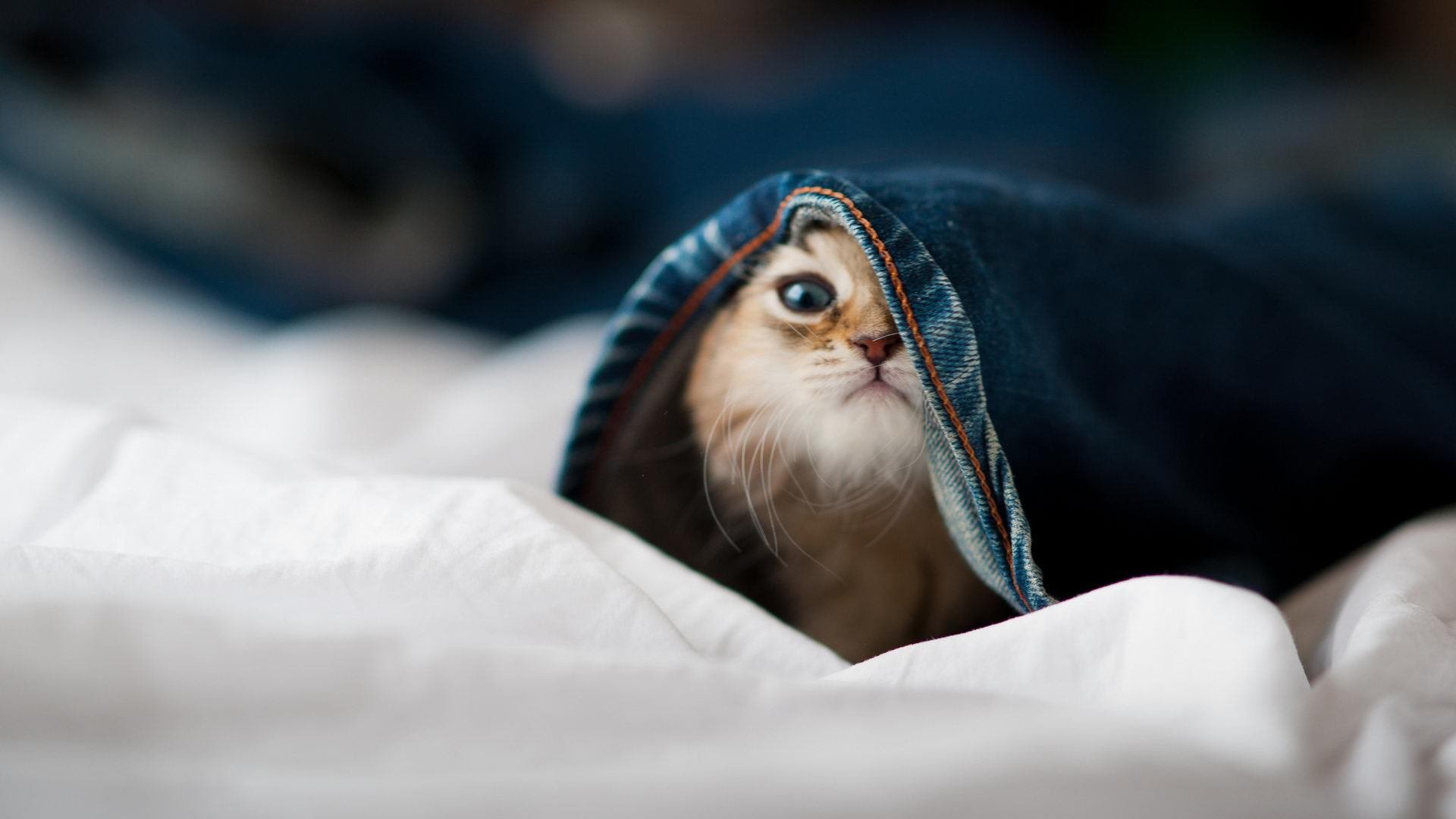 AC米兰客场不敌亚特兰大,遗憾失利,ac米兰vs亚特兰大比赛结果