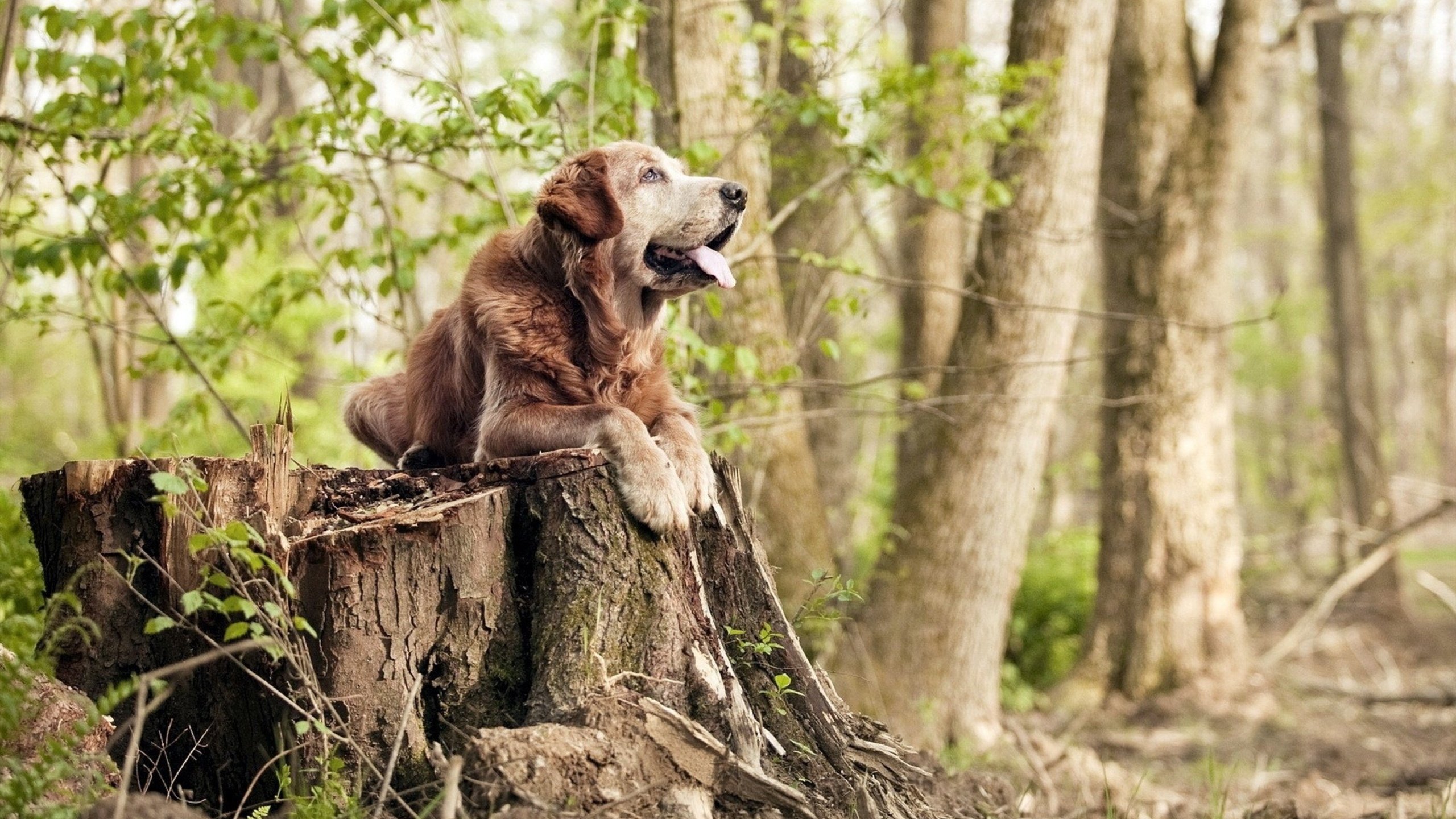 上海绿地申花客场失分,积分榜排名维持不变,上海绿地申花最新引援
