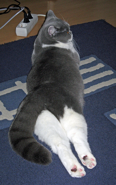 关键足球主场战术布置,关键足球主场战术布置方案