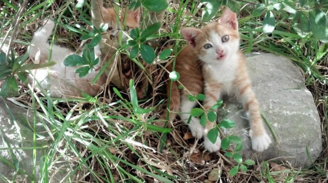 兹韦勒逼平卡昂，胜利主场难求连续不胜，兹维列夫决赛