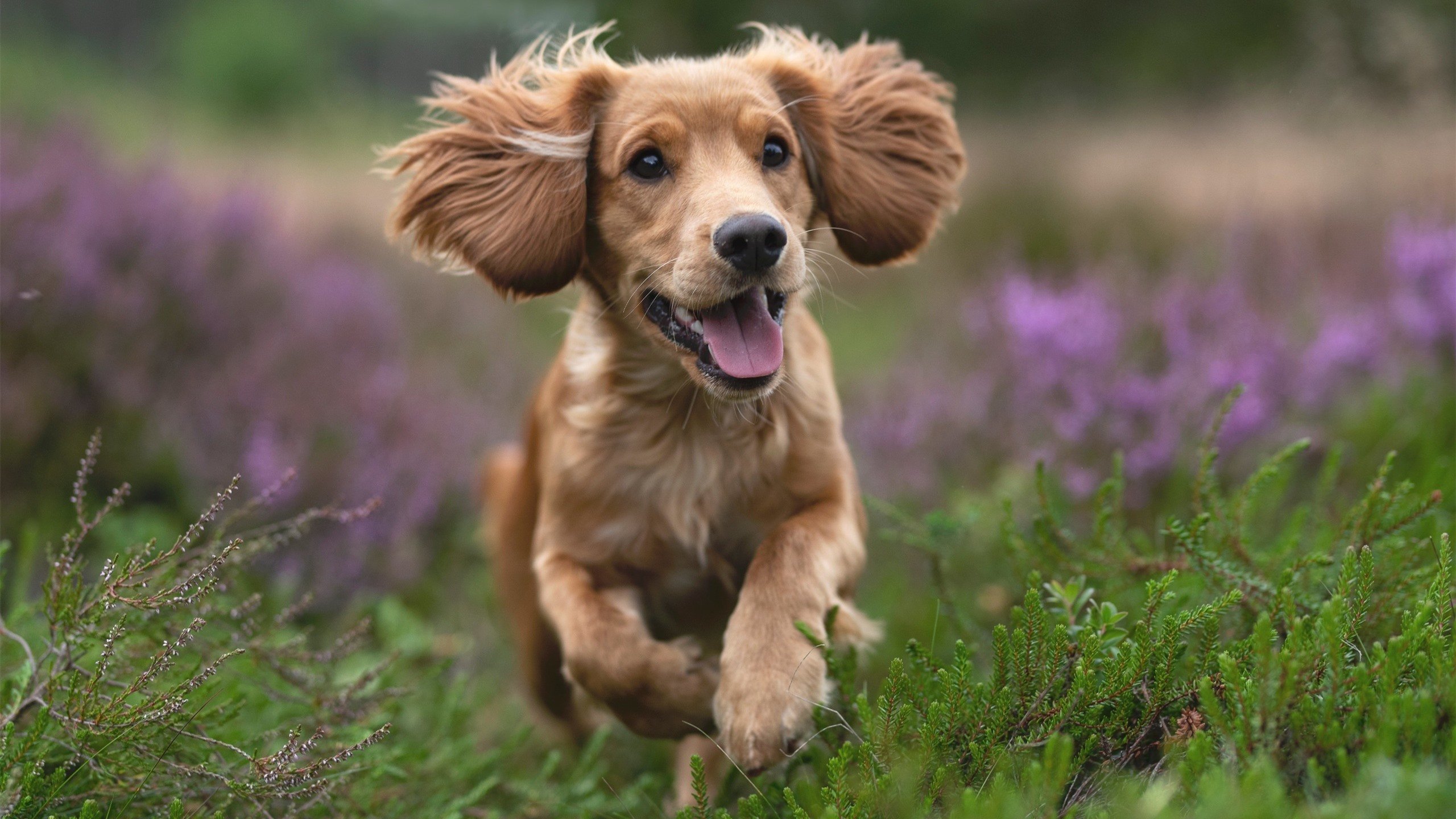 冠军球队连战连胜,实力彰显无疑,冠军联队