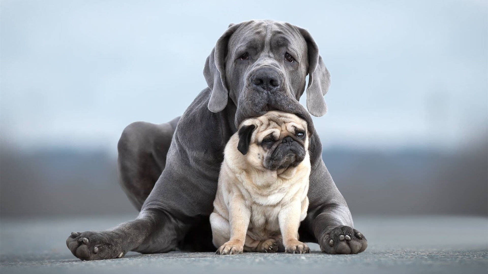 九游网-莱比锡红牛在比赛中表现出色，轻松获胜，莱比锡红牛实力如何