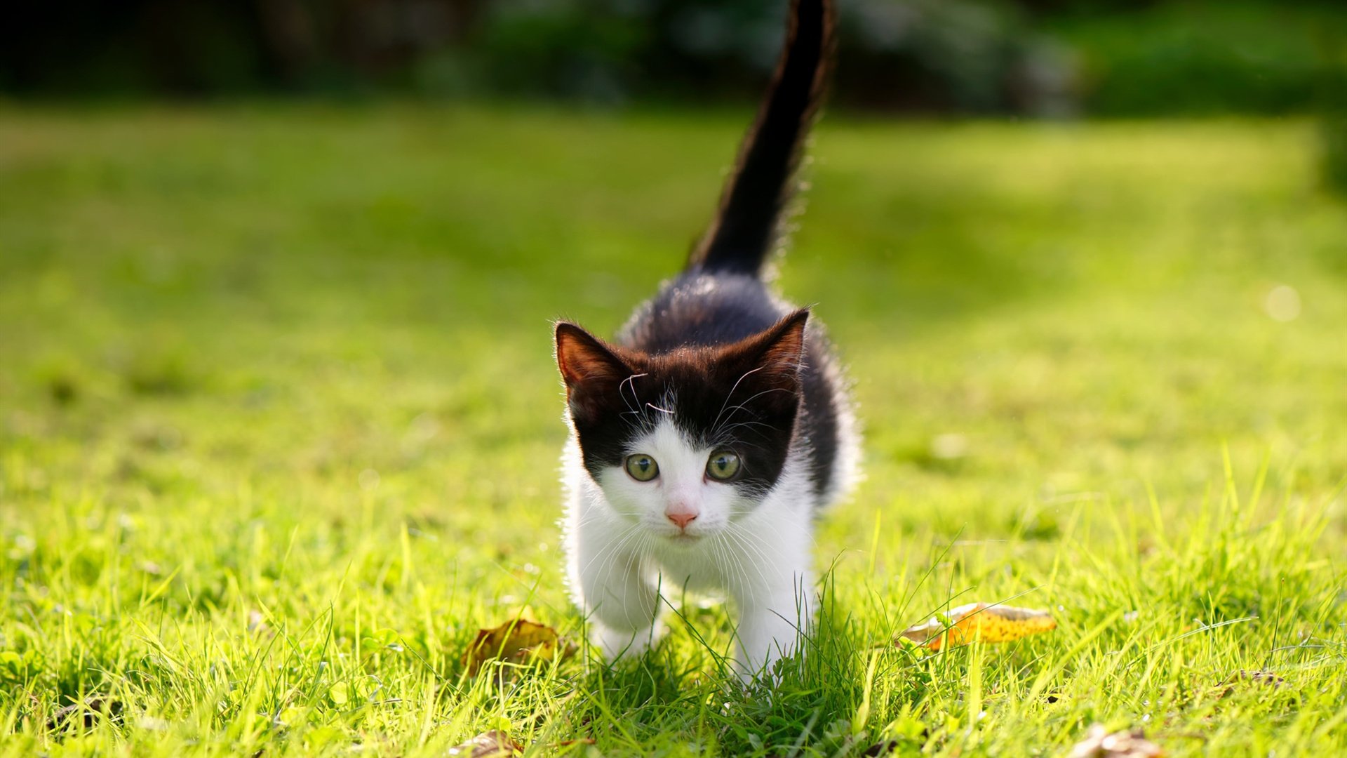 NBA赛季助攻效率提升策略,nba赛季助攻效率提升策略有哪些