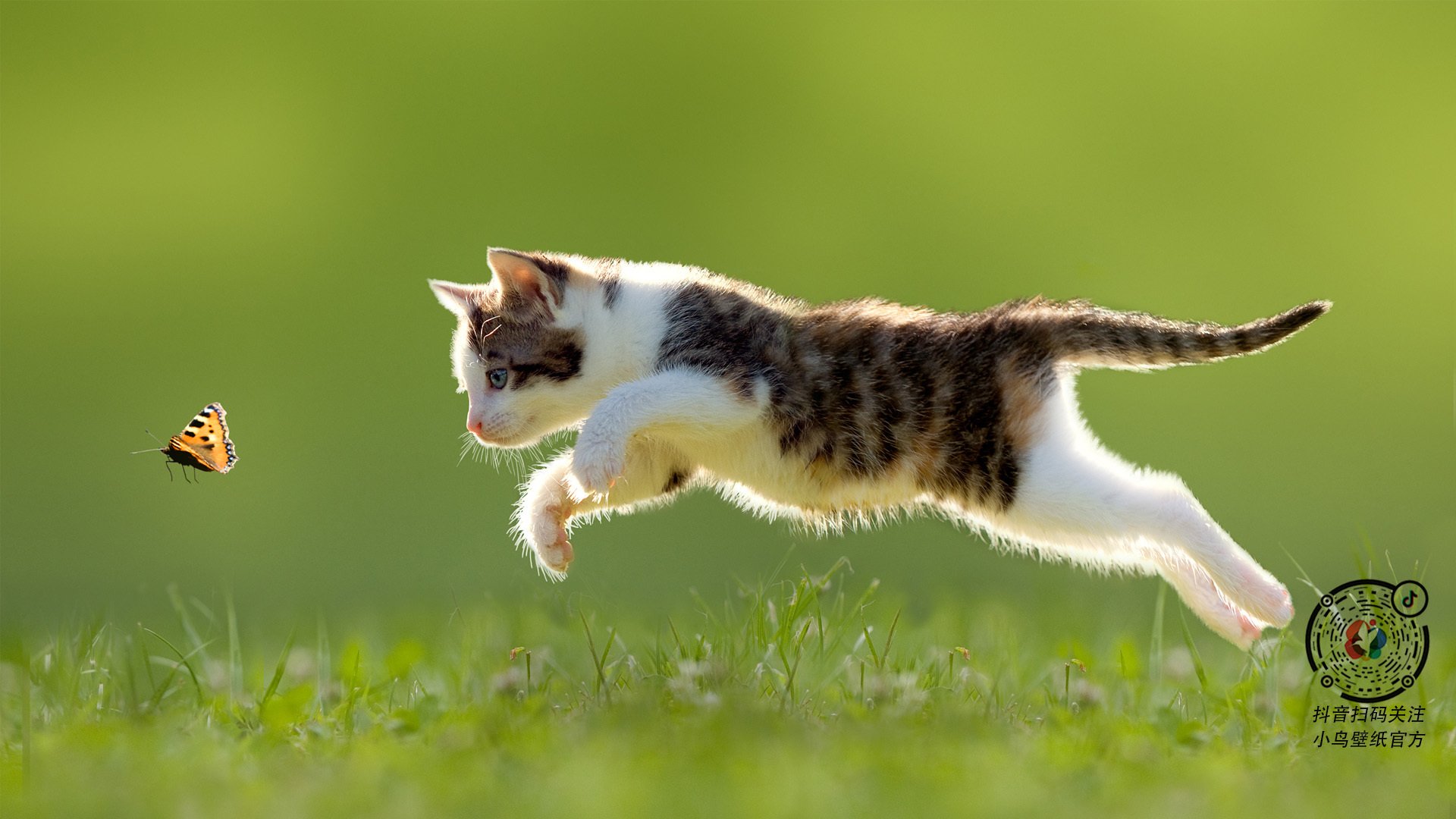 中国篮球职业联赛俱乐部财务管理及风险控制,篮球俱乐部企业组织结构图