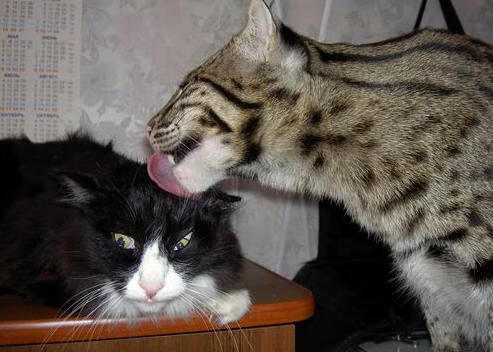 2024年国际乒联混合团体世界杯：埃及队展现不屈斗志，乒乓男团vs埃及