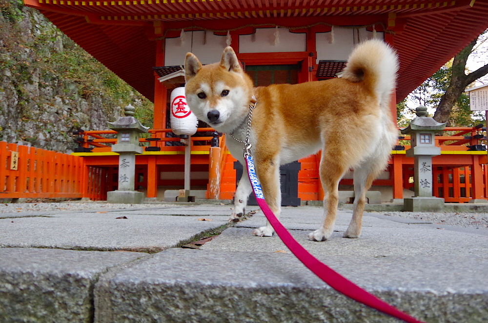 九游娱乐APP-中国篮球该如何破除留洋障碍接轨世界，中国球员留洋史