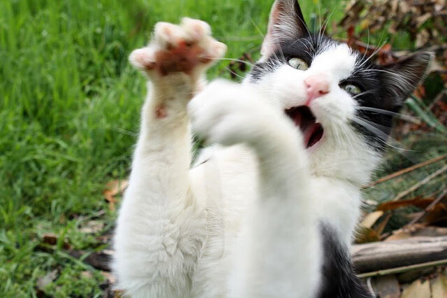 俱乐部战术风格缺乏鲜明识别度,俱乐部型组织