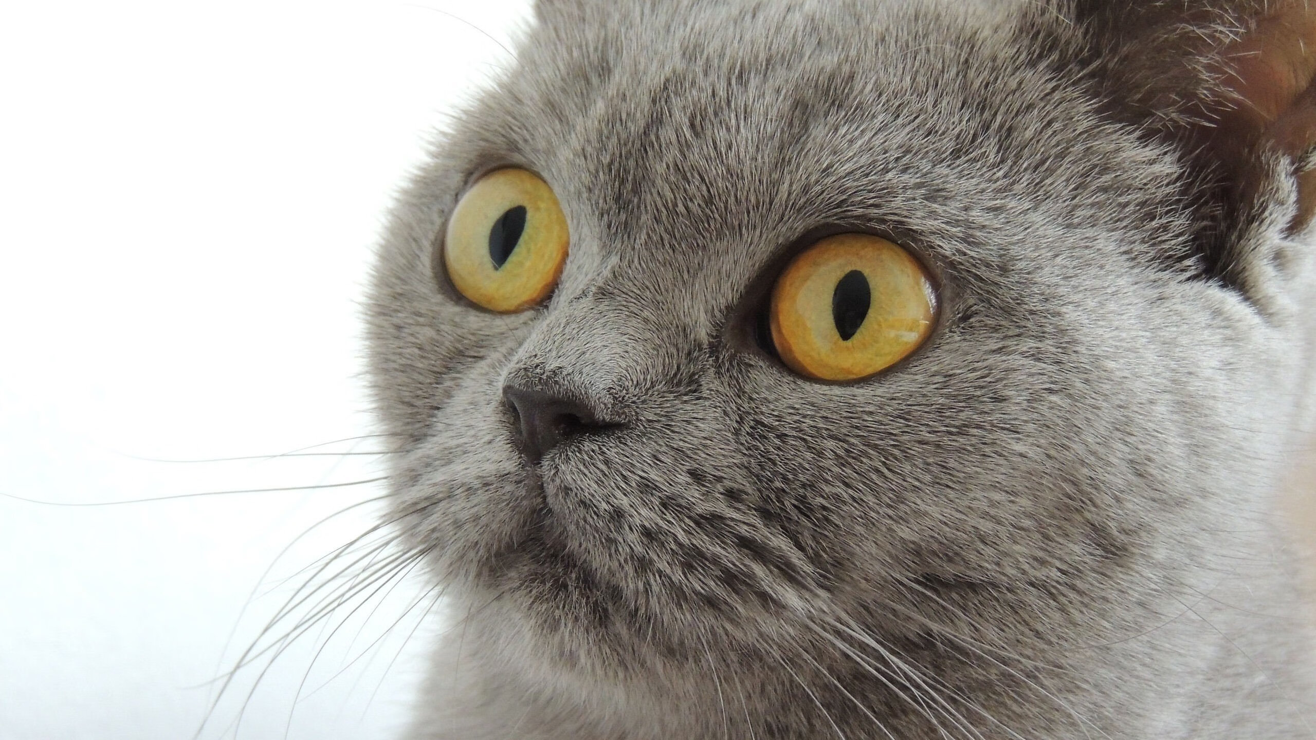 丹·卡特的伟大贡献：全黑队成功背后的不朽功臣，丹特nba