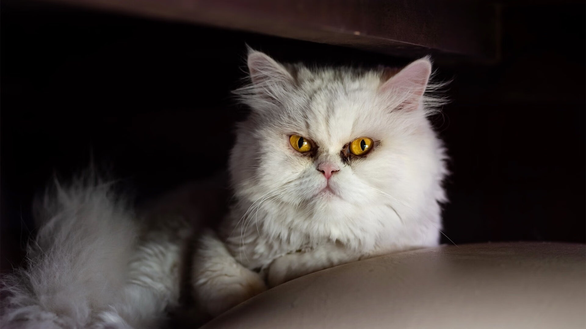 开幕式亮点吸引全球目光，开幕式的