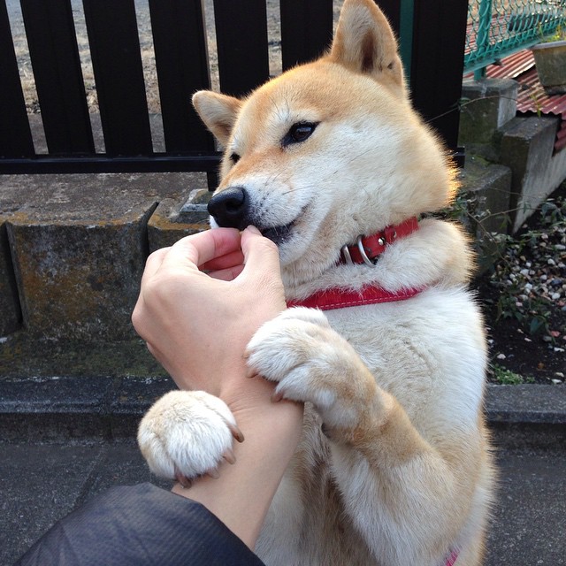 九游娱乐官网 (jiuyou)-意甲团队合作：默契配合，共创辉煌！，意甲队伍关系