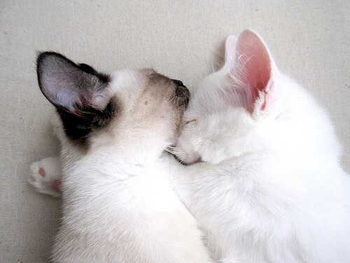 九游网页版官网-柯尔赞200米仰泳决赛稳扎稳打