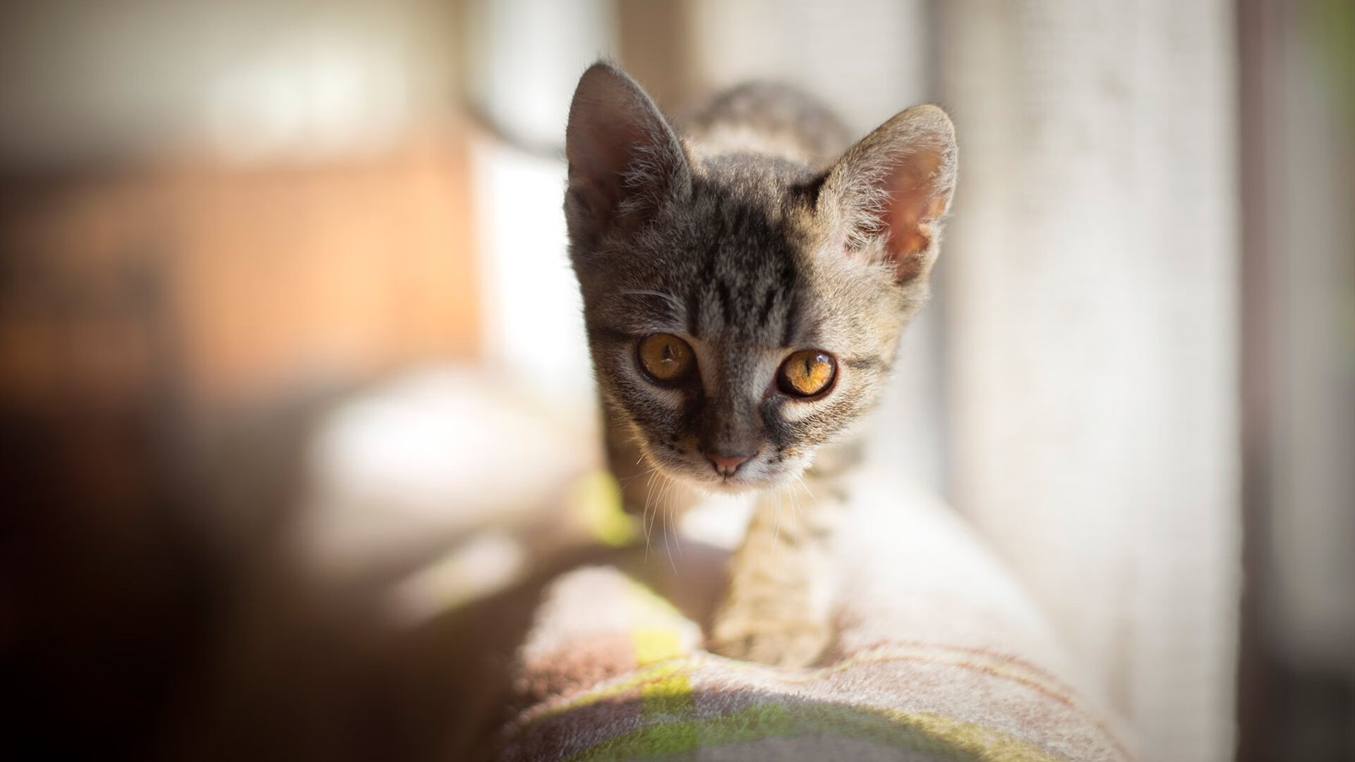 美洲杯明星再临:突破、精彩、惊喜!,美洲杯人气